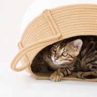 猫が影からひっそりと…あなたを『待ち伏せ』しているときの心理3選　どうリアクションするのが正解？