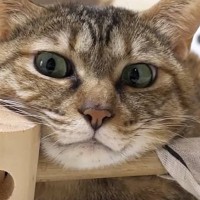 ベッドでくつろぐ猫の姿を見てみたら…思わず笑っちゃう『斬新すぎる寝方』に「吹き出してしまった」「お笑いの天才」と爆笑の声続出