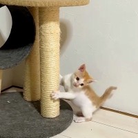 成長が遅く、キャットタワーにも登れなかった赤ちゃん猫…驚くほど『急激な変化』に「思わず声出た」「ひとり立ちできてるね」感動の声集まる