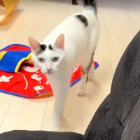ご飯を食べた直後、猫がママの元へ→おしゃべりを始めて…！？想定外の『強すぎる主張』に「甘えん坊でかわいい」「とりあえずゴリ押し感がｗ」