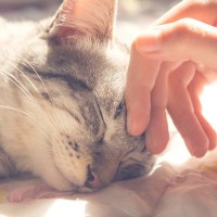『致死性が高い』猫の病気5選　予兆や予防法についても解説