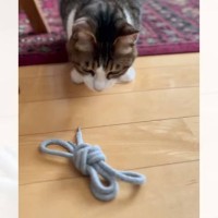 『なげてにゃ』おもちゃを持ってきた猫→おねだりするときの『仕草』が可愛すぎると反響続々！「いくらでも遊んじゃう」「何度も見てしまった」