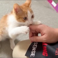 『隔離されていた保護子猫』を解放してみたら…あまりにも想定外な『可愛すぎる行動』が18万再生「庇護欲止まらないｗ」「すごいｗ」