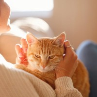 愛猫とのふれあいやお世話のついでに…『ながら健康チェック法』3選　見るべきポイントを解説