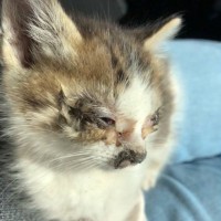 車に轢かれる寸前だった『痛々しい姿の子猫』を助けた結果…同じ猫とは思えない『成長後の姿』が99万表示「凄い変わりよう」「愛だね」