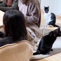 リビングにいた2匹の猫→長女が移動した『次の瞬間』…まさかの光景が68万再生の反響「ニャンコマスター」「SPに違いないｗ」