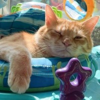 赤ちゃん用の遊具に乗っていた猫→よく見てみると……？可愛すぎてズルい『まさかの光景』が57万表示「あ、足がたまらん」「語彙力失った」