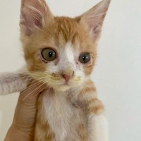 猫の保護したばかりの頃と『４年後の姿』を比較したら…想定外すぎる『まさかの変化』が話題に　「可愛さマシマシ」「ベビーフェイス」