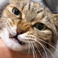 爪切りが苦手で文句を言いまくっていた猫→終わった直後に…可愛すぎる展開に癒される人続出「動揺を隠しきれないの可愛い」「気まずい感じがｗ」