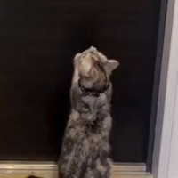 仕事へ向かうパパをお見送りした後の『猫の様子』を見てみると…ちょっぴり切ない光景が9万再生「感情が伝わってくる」「たまらなく可愛い」