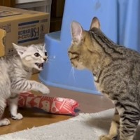 いっちょ前に『やんのか』していた子猫が、1ヶ月後……『まさかの光景』が414万再生「教育的指導ｗｗ」「思わず笑ってしまったｗ」と話題に