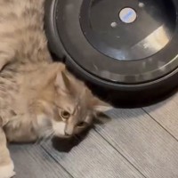 『助けを求めています』とお掃除ロボットから"メッセージ"が届くようになったと思ったら、猫が…132万再生突破の瞬間に「プロの当たり屋ｗ」