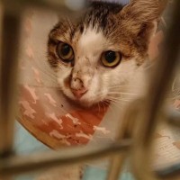 殺処分の対象だった『２本足の猫』を家族に迎えた結果…壮絶な半生と『現在の姿』に「涙腺崩壊した」「涙が止まらない」と号泣する人続出