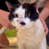 家に来たばかりでノミダニがいた“元野良猫”→初めてのシャンプーをした結果…『まさかの表情』に「ギャップにメロメロ」「気持ちよさそう」