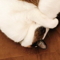 寒い日にギュッと『体を丸めた』猫→背中を見てみると…とんでもなく素敵な『まさかの模様』が35万表示「すごいクッキリ！」「めっちゃ可愛い」