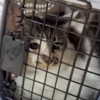 『引っかかれて、もう飼えない』と里親から連絡→猫を迎えに行った結果…思わぬ姿に涙が止まらないと65万再生「帰ってこれて良かった」