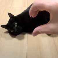 猫のまえで手を『ハート』にしてみると…あまりにも素敵すぎる『まさかの反応』が35万再生「最高の彼氏」「イケメンすぎる」と絶賛