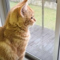 突然の落雷→子猫がいる１階に向かってみたら、ハスキー犬の上で…『可愛すぎる瞬間』に癒されると10万再生「頼れるお兄ちゃん」「尊い」