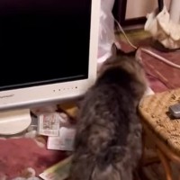 飼い主他界『家に置き去りにされた猫』→ゴミをあさり、1か月1匹で生き延びて…保護された光景に「見つけてもらえてよかった」「他人事じゃない」