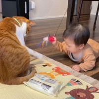 赤ちゃんの手が届かない所に『おもちゃが飛んでいった』結果、猫が…"驚くべき瞬間"が211万再生「優しさに感動」「年上だと分かってる」