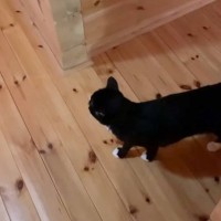 猫とかくれんぼ→見つかる前に"ワッ"っと驚かせてみたら…衝撃的に『可愛すぎる反応』が155万再生「通用するんだｗ」「アアア参加したい」