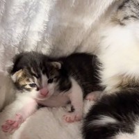 建設会社が猫を保護→突然『2匹の赤ちゃん猫』が生まれて…１年間の『軌跡』に感動する人続出「素敵な会社」「なかなかできる事じゃない」