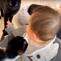 “人間の赤ちゃん”が保護猫施設で大量の猫に囲まれた結果…まさかの『猫たちのリアクション』に「幸せな気持ちになった」「猫に愛されてる」