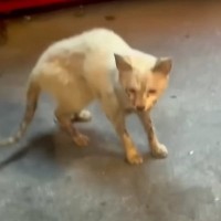 “ボロボロでガリガリ”の猫→保護１週間後に隠し撮りした結果…『嬉しすぎる光景』が255万再生「頭が下がります」「感動して涙がでた」
