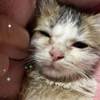 雑木林で必死に生きていた『オイルまみれの子猫』を保護した結果…涙なしでは見られない『変化の軌跡』に「胸が熱くなった」「ありがとう」の声