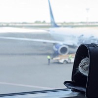 ますます高まる猫人気に対応　空港に「ペット専用ターミナル」まで出現　中国