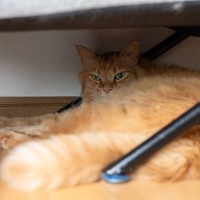 『隠れている猫』に絶対してはいけない4つのこと　猫が姿を隠すのには理由がある！