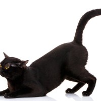 猫が『お尻を高く持ち上げている』ときはどんな気持ち？4つのパターンを解説　満点な応え方も！