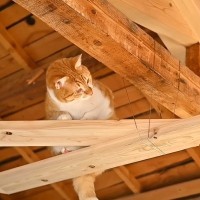 猫たちが遊べるように『空中回廊』をDIYした結果…クオリティの高さと可愛すぎる光景に絶賛の声続出「楽しそうに歩いてる！」「すごい！！」