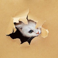 猫が『ダメなことをわざとやる』ときの気持ち3選　叱るだけではとめられないかも