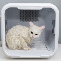 しっかり検討すべき、猫のための『大型家具・高級家電』3選　衝動買いは危険！