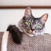 渋い魅力にあふれる『サバトラ猫』！性格や歴史などの特徴から、飼育する上でのポイントまで