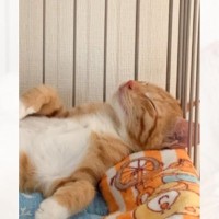 雨の日に『助けて』と言うように鳴いていた"震える子猫"を保護→３年後…まさかの姿に1万いいね「オッサンみたいｗ」「人間に違いのではｗ」