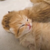 まだ目も開いていない『赤ちゃん猫』を見守っていたら…あまりにも尊すぎる『まさかの瞬間』に「なんて貴重な」「本当に愛らしい」と2万再生