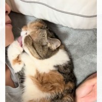 『毛づくろいの最中に顎出しても猫にバレない説』検証してみた結果→"まさかの姿"に爆笑する人続出「面白すぎたｗ」「たまらん」と35万再生