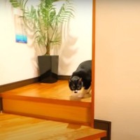 パパが溺愛している２匹の保護猫と離れ離れに→１日たつと…まさかの『想定外すぎる行動』に「泣いてたのに最後大爆笑した」「最高のオチ」