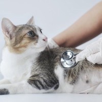 猫の心臓病とは？種類や主な症状、見逃せないサインまで【獣医が解説】