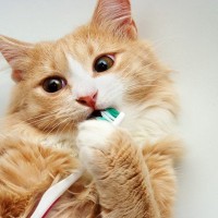 猫ちゃんのお口トラブル、こんな症状には要注意！習慣付けたい予防法まで【現役獣医が解説】