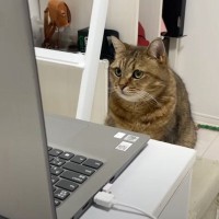 『リモート会議をしていた飼い主』→少し席を外した瞬間に、『猫』が…思わず爆笑の瞬間に「ほんと可愛いｗ」「参加したいｗ」の声