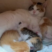 深夜の激しい雷雨→見守りカメラに記録された『猫の様子』を見てみると…思わず『感動の瞬間』に「なんて優しさ」「涙がでた」と反響続々