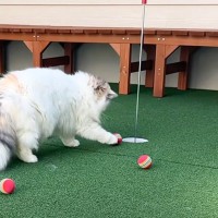 猫と『ゴルフ』をしていたら…思わず感動する『奇跡的な展開』に「ミラクルが起こったｗ」「プロゴルファー」と2万1000再生の反響