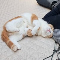 中庭で４匹の猫とひなたぼっこ→昼寝中のパパに猫が近づいて…まさかの『尊すぎる行動』に悶絶「かわいいが大渋滞」「見ているだけで幸せ」