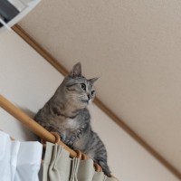 猫が『カーテン登り』に夢中になってしまう4つの理由　やめさせるにはどうすれば？