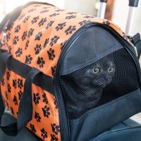 猫と一緒に『電車』って乗っていいの？同乗するときのやるべきこと・やってはいけないこと5選