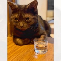 猫を『晩酌』に誘おうと水を入れてあげたら…思いもよらない『まさかすぎる行動』に爆笑の声続出「貫禄がすごいｗ」「嫌だったかなｗ」