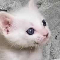 小さな頃から猫の名前を呼び続けたら、現在……愛にあふれた『成長後の様子』が可愛すぎると54万再生「胸がいっぱいに」「全部が愛おしい」